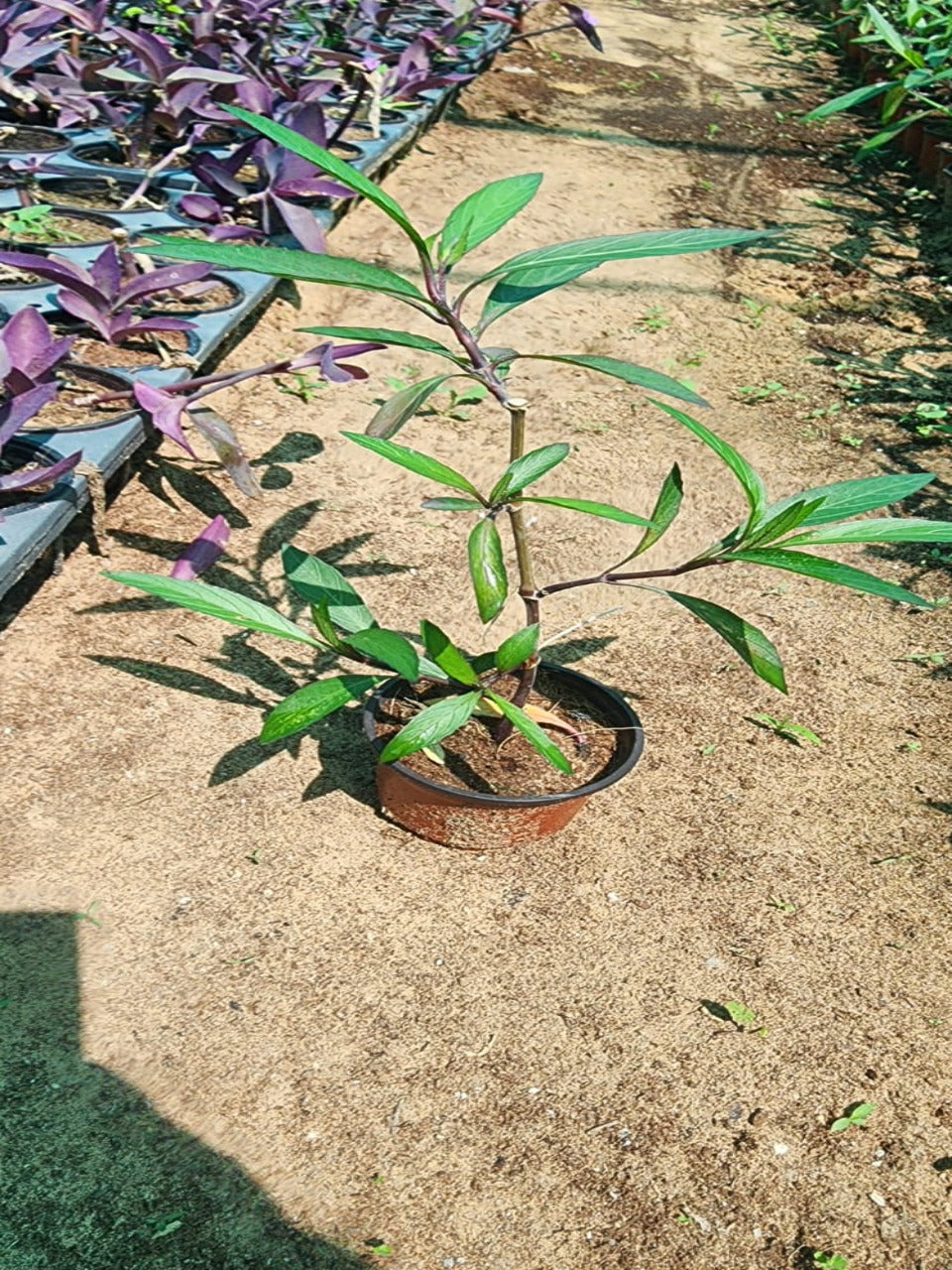 Ruellia V9