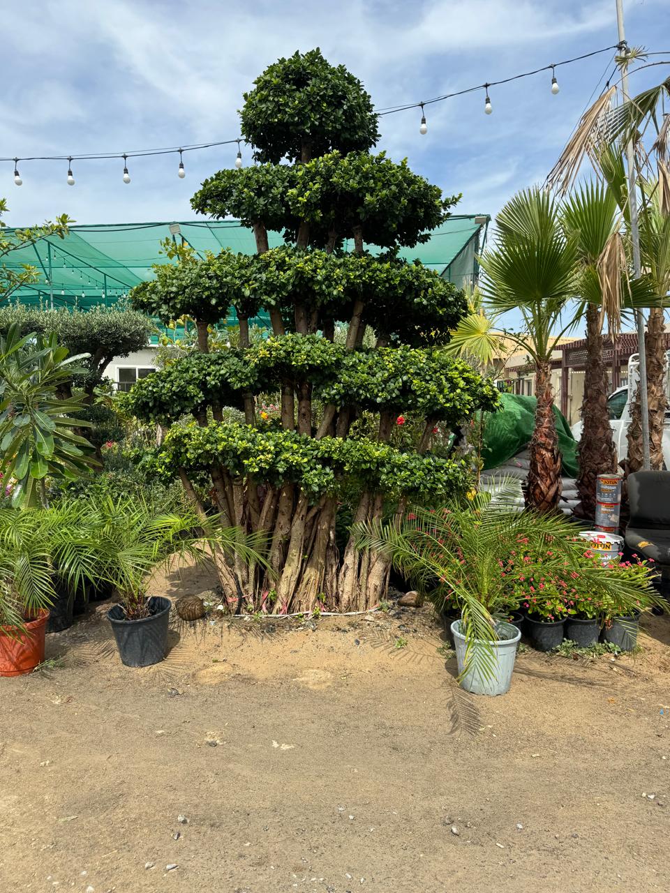 China Multihead Bonsai | Outdoor Plants in Dubai