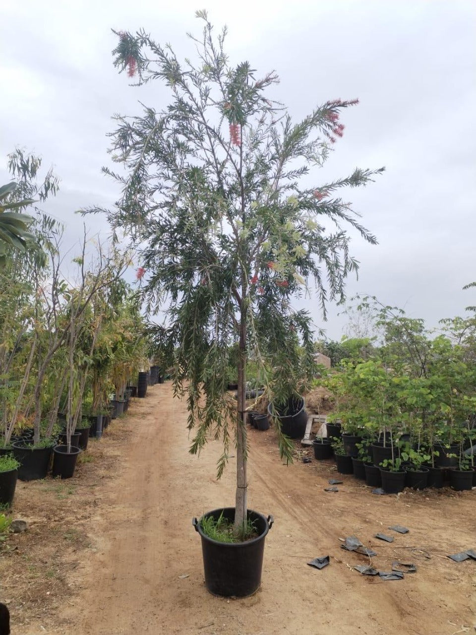 Bottle Brush Tree | Outdoor Plants in Dubai