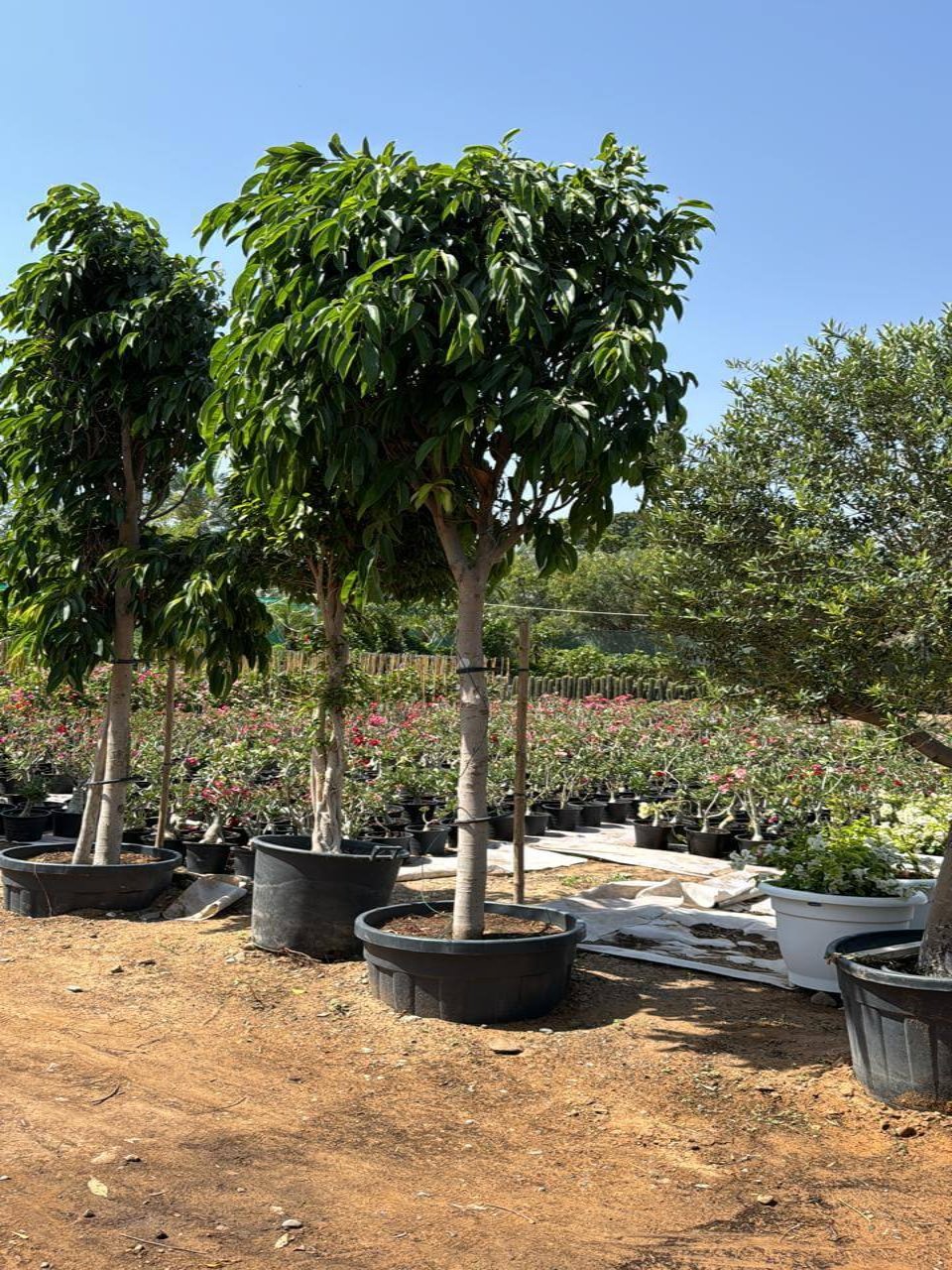 Ficus Amstel Queen Tree | Outdoor Plants in Dubai