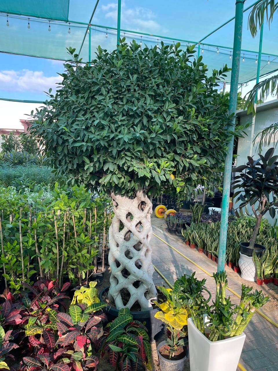 Ficus Cage Plant | Outdoor Plants in Dubai