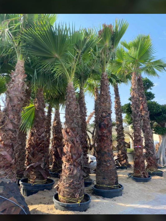 Washingtonia Palm