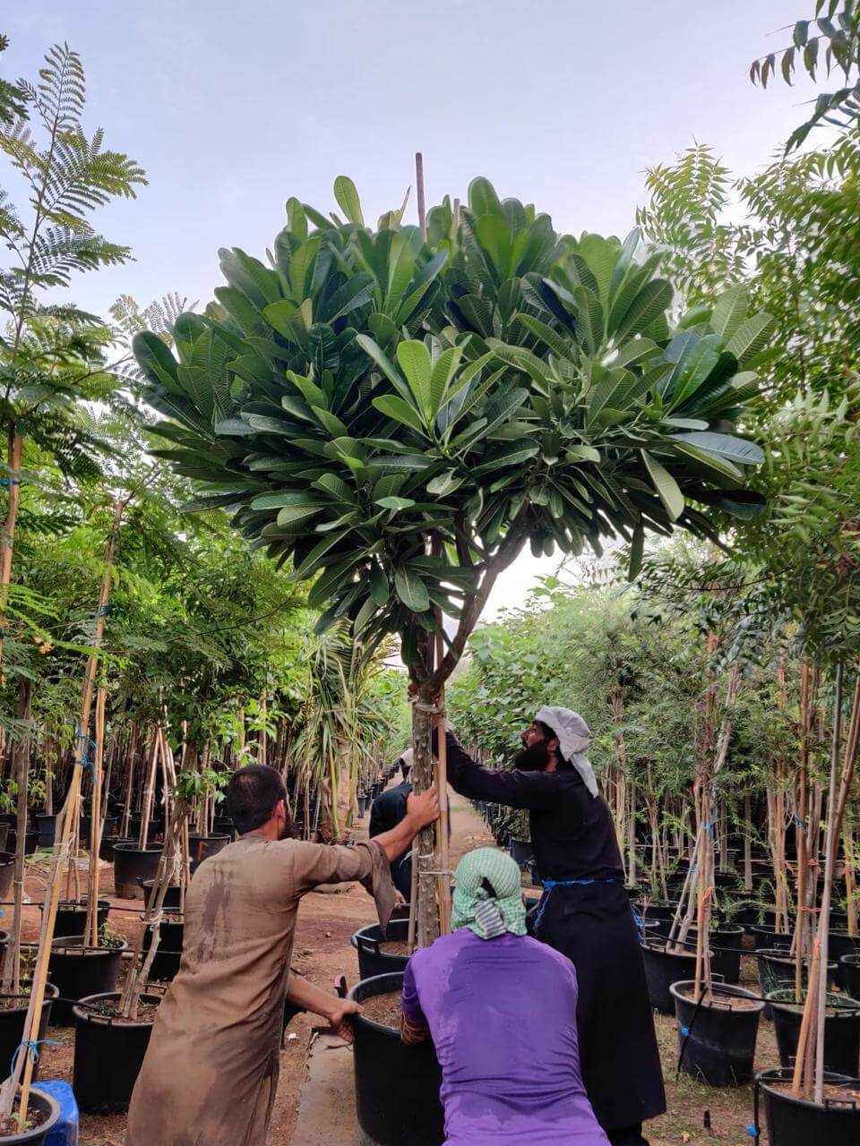 Plumeria Tree | Outdoor Plants in Dubai