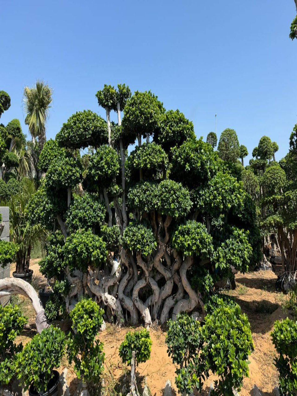 Ficus Bonsai Net Shape | Outdoor Plants in Dubai