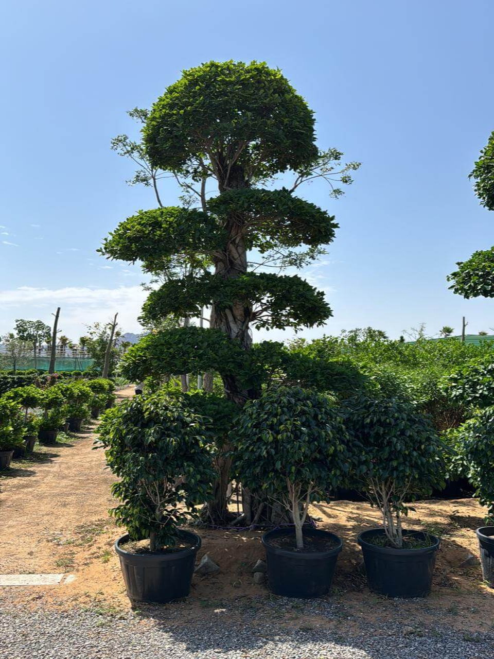 Ficus Bonsai Tall | Outdoor Plants in Dubai