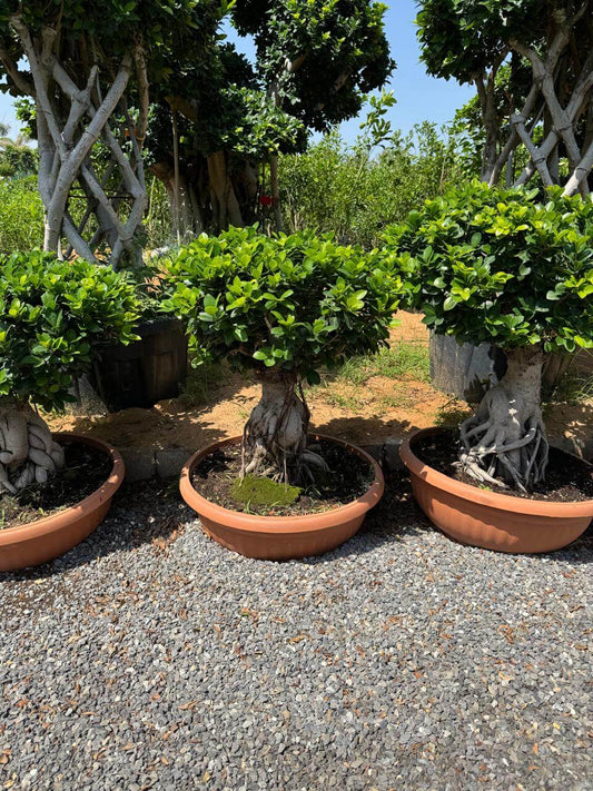 Ficus Bonsai Banyan Tree | Outdoor Plants in Dubai