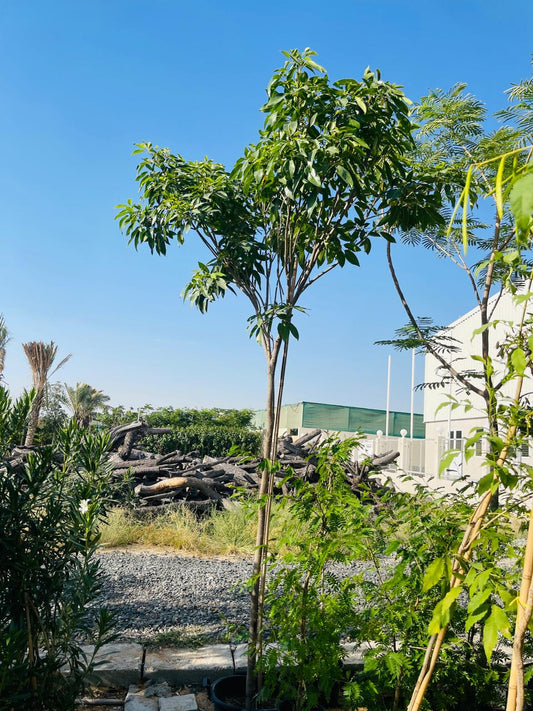 Tabebuia Rosea Tree | Best Outdoor Tree in Dubai